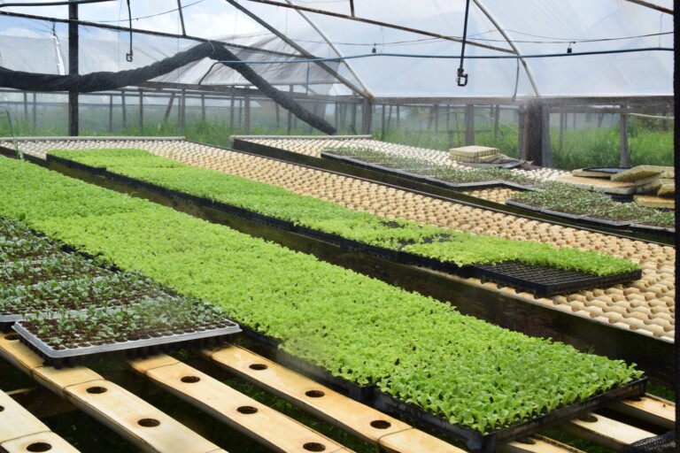 Agricultura familiar: um caminho para erradicar a fome