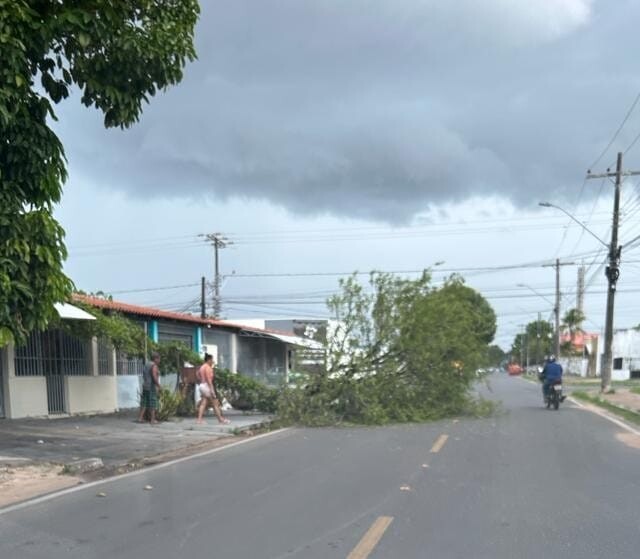 A árvore ficou caída no meio da rua e atrapalhando o trânsito (Foto: Divulgação) 