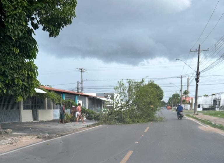 A árvore ficou caída no meio da rua e atrapalhando o trânsito (Foto: Divulgação) 