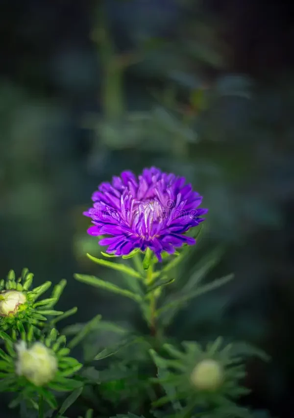 Violetas na escuridão