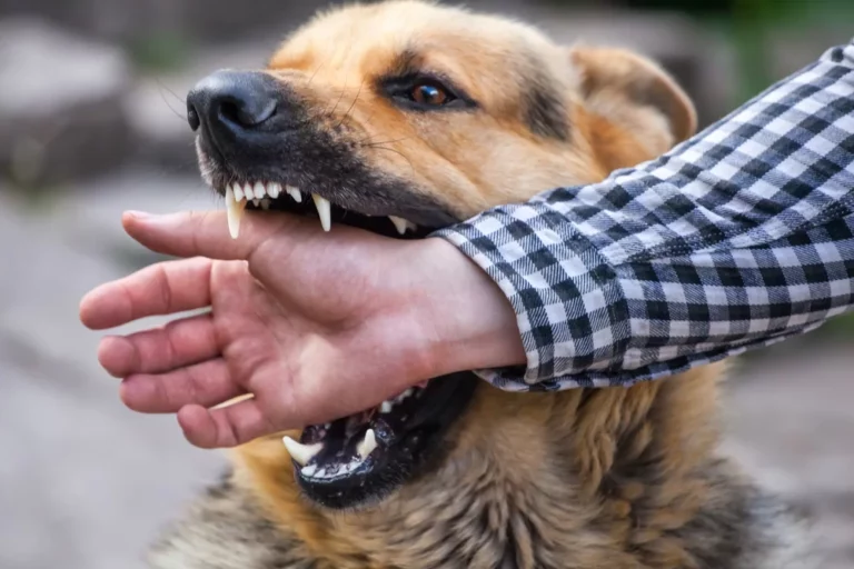 Cães e gatos são os principais trasmissores e devem estar sendo sempre acompanhados