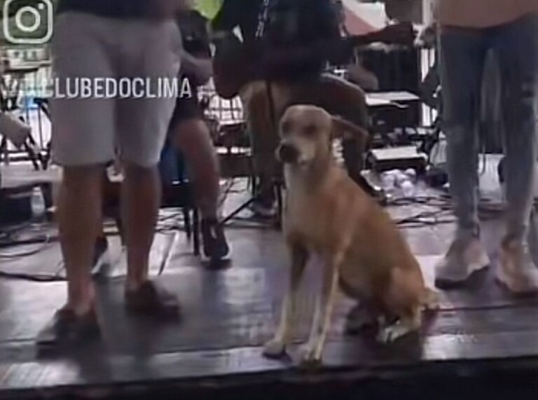 Vira-lata caramelo pagodeiro faz sucesso nas redes sociais