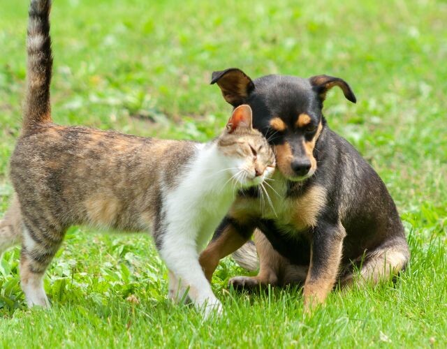 Os pets Sem Raça Definida (SRD), mais conhecidos como vira-latas, lideram a lista de raças no Brasil. (Foto: reprodução)