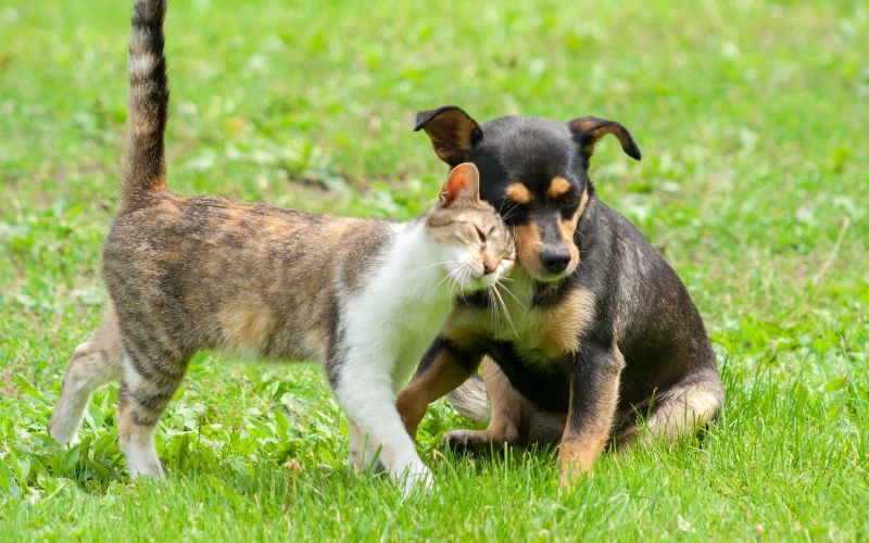Os pets Sem Raça Definida (SRD), mais conhecidos como vira-latas, lideram a lista de raças no Brasil. (Foto: reprodução)