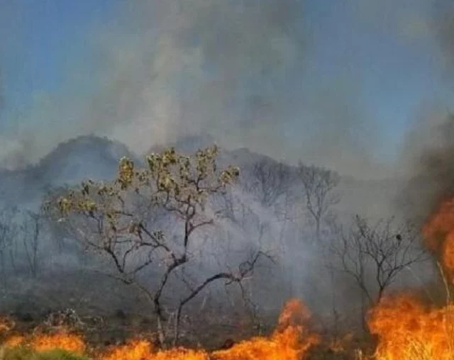 Chamas aliadas: Usando o fogo para mitigar o impacto dos incêndios florestais