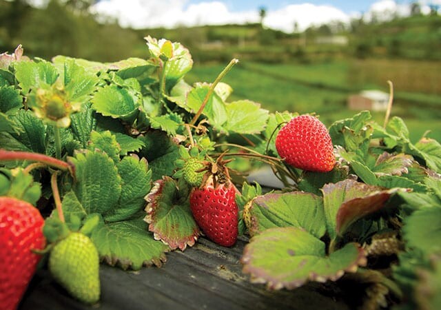 Strawberry fields