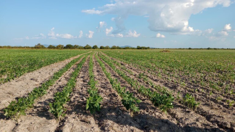 A iniciativa tem mudado a vida dos pequenos produtores familiares e famílias indígenas de Roraima. (Foto: Divulgação/Secom)