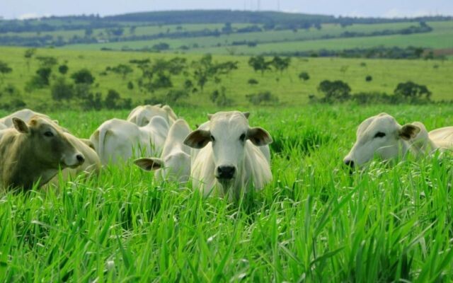 Em Roraima, a área desmatamento para pastagem foi de 89%, cerca de 94 mil hectares. (Foto: reprodução/Internet)