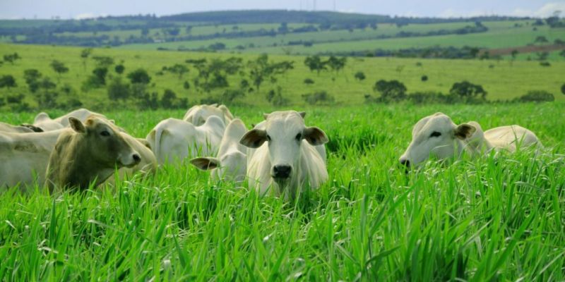 Em Roraima, a área desmatamento para pastagem foi de 89%, cerca de 94 mil hectares. (Foto: reprodução/Internet) Em Roraima, a área desmatamento para pastagem foi de 89%, cerca de 94 mil hectares. (Foto: reprodução/Internet)