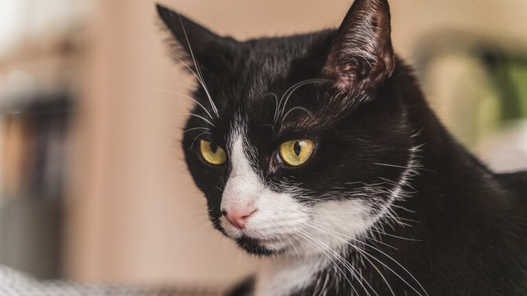 A closeup of a cat lying on the chair
