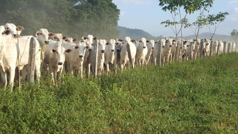 Rebanho em Roraima ultrapassa 1,2 milhão de cabeças de gado