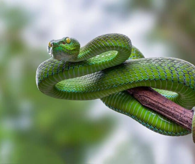 O Veneno da Serpente