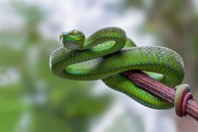 O Veneno da Serpente O Veneno da Serpente