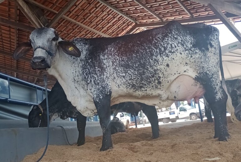 A vaca Ana Lú é da fazenda São Pedro, de Manaus (Foto: Secom RR)