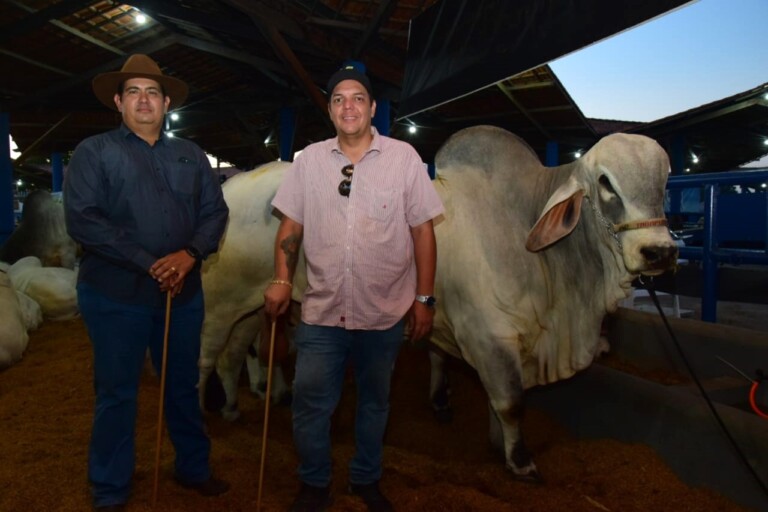 Os touros da raça Tabapuã estiveram em leilão. (Foto: Nilzete Franco/FolhaBV)