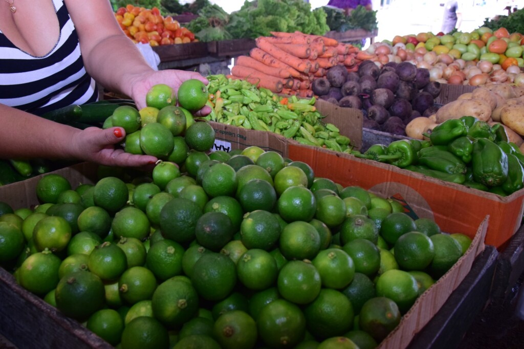 Período de seca afeta a produção da fruta (Foto: Nilzete Franco/FolhaBV) Período de seca afeta a produção da fruta (Foto: Nilzete Franco/FolhaBV)
