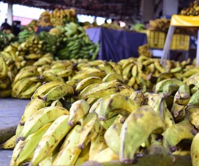 Faz bem a saúde? Confira a tabela nutricional e os benefícios da Banana-da-Terra