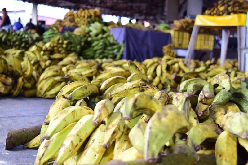 Faz bem a saúde? Confira a tabela nutricional e os benefícios da Banana-da-Terra