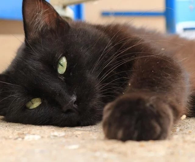 Josefina foi uma gatinha adotada pela equipe FolhaBV durante quatro anos (Foto: Arquivo Folhabv)