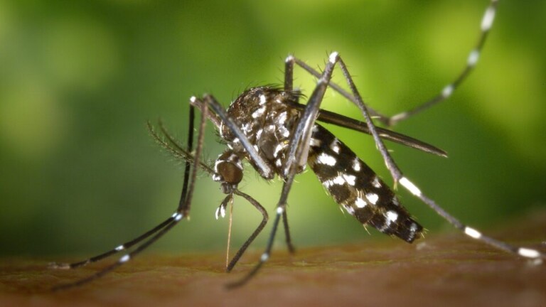 Chikungunya é uma arbovirose que se expandiu pelo Brasil