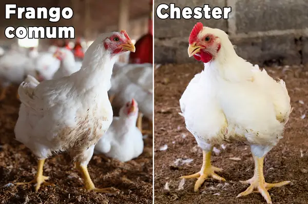 O que é uma ave Chester? Qual é a diferença para o peru?