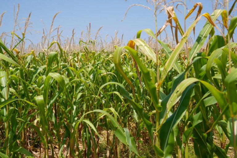 O valor de área representa uma produção estimada de 43,2 toneladas, além de 106,25 sacas por hectare. (Foto: reprodução)