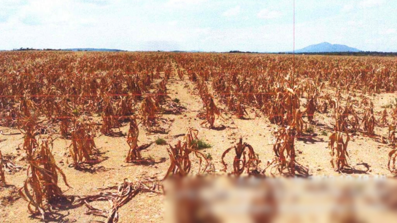 Plantação de milho atingida pela estiagem na comunidade indígena Santa Inês, em Amajari - janeiro de 2024 (Foto: Reprodução)