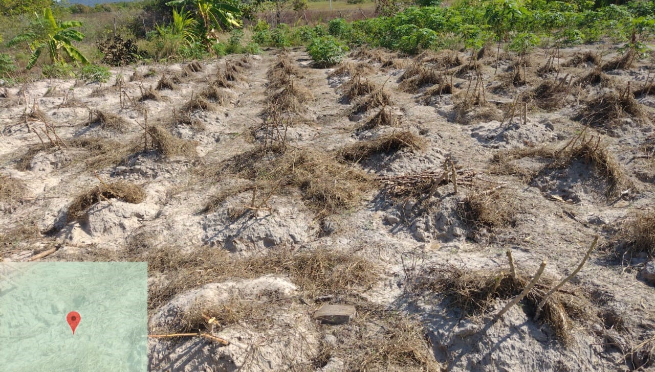 Diminuição das chuvas e El Niño têm ocasionado falta de água para consumo humano e animal. (Foto: arquivo/Defesa Civil Normandia)