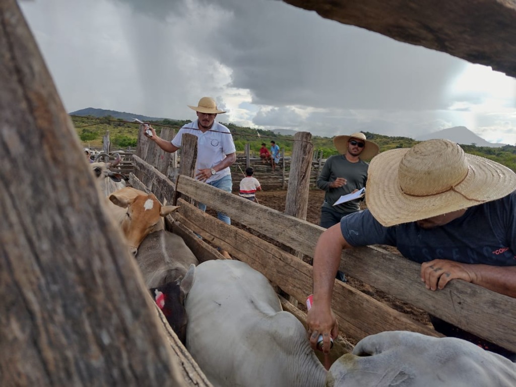 Os produtores rurais e pecuaristas terão até o final de março para adquirir as vacinas e até o dia 15 de abril para notificar o rebanho em qualquer ponto de atendimento da Agência de Defesa ou através do site da Aderr. (Foto: Divulgação) Os produtores rurais e pecuaristas terão até o final de março para adquirir as vacinas e até o dia 15 de abril para notificar o rebanho em qualquer ponto de atendimento da Agência de Defesa ou através do site da Aderr. (Foto: Divulgação)
