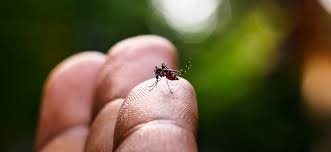 O Aedes aegypti deposita seus ovos principalmente em água parada, em locais como vasos de plantas e recipientes sujos (Foto: Reprodução/Internet)