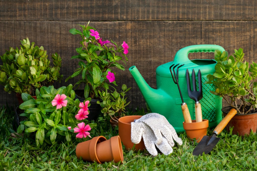 Ratos, cobras e animais indesejados: saiba como impedir invasão na sua casa e jardim