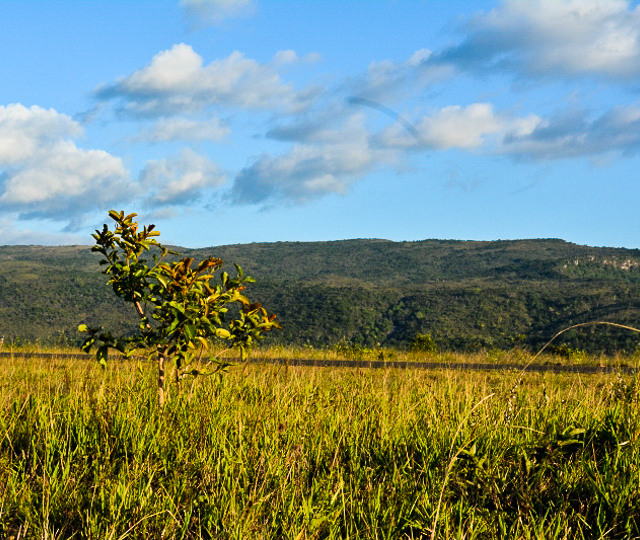 O lavrado de Roraima sob ameaças do agronegócio