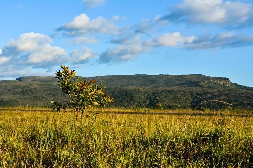 Pesando as ameaças sobre a biodiversidade do lavrado Pesando as ameaças sobre a biodiversidade do lavrado