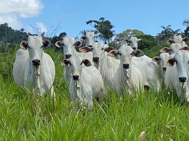 Inicialmente, o prazo para a comunicação da vacinação de febre aftosa encerraria nesta segunda-feira, 15 (Foto: Divulgação/Aderr)