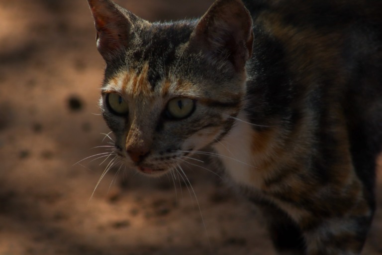 Conhecer os sinais e tratamentos de doenças comuns em felinos é crucial para garantir seu bem-estar (Foto: Carlos Rocha)