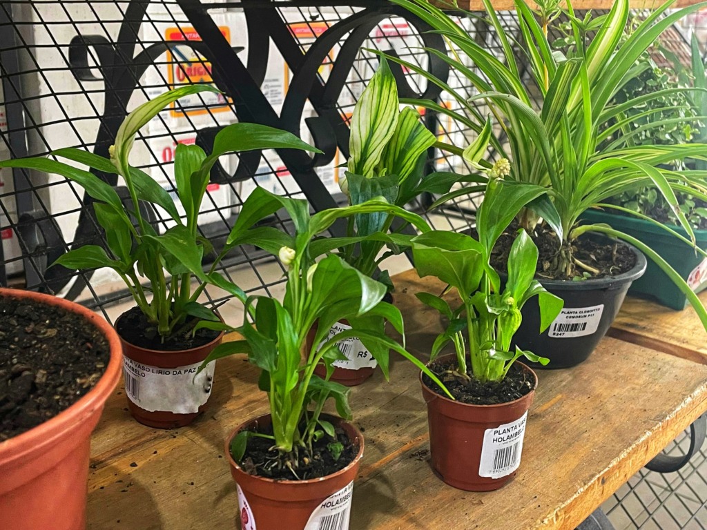 Para quem gosta de criar plantas, a dica é escolher também opções que podem ser criadas dentro de casa na sombra (Foto: Raisa Carvalho) Para quem gosta de criar plantas, a dica é escolher também opções que podem ser criadas dentro de casa na sombra (Foto: Raisa Carvalho)