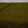 Produção de eucalipto. (Foto: CNA/Wenderson Araujo/Trilux)