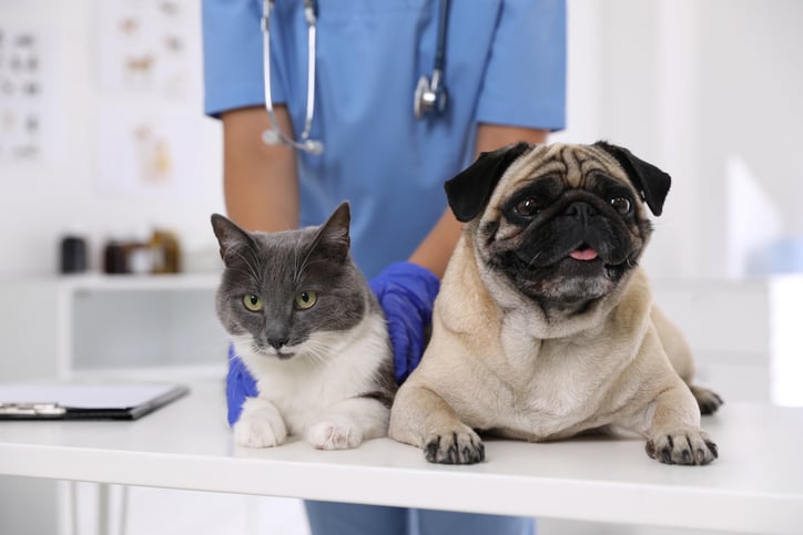 pet doente