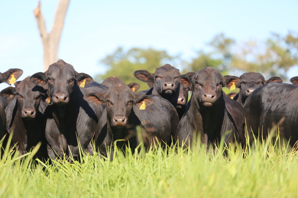 O Brangus é uma raça do cruzamento entre Angus e Zebu, e tem caracterÃstica de fertilidade, precocidade, acabamento de carcaça e qualidade de carne. (Foto: reprodução/ABB) O Brangus é uma raça do cruzamento entre Angus e Zebu, e tem caracterÃstica de fertilidade, precocidade, acabamento de carcaça e qualidade de carne. (Foto: reprodução/ABB)