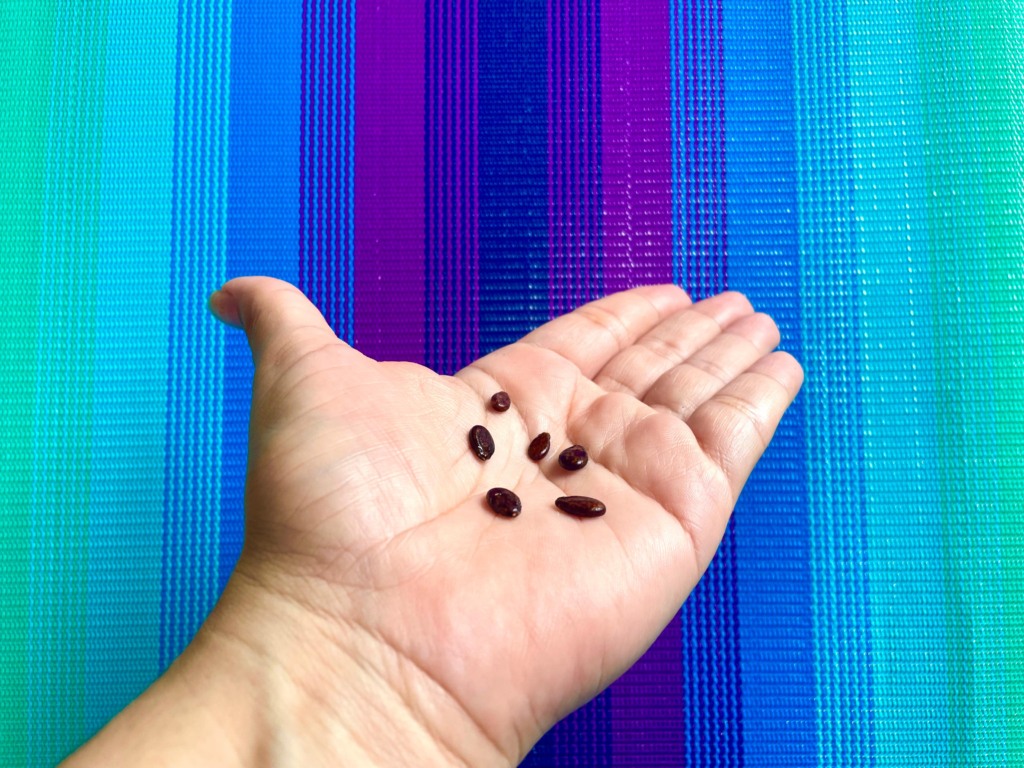 As sementes são pequenos tesouros nutricionais que podem trazer uma série de benefÃcios para a saúde quando incluÃdas em uma dieta equilibrada (Foto: Raisa Carvalho) As sementes são pequenos tesouros nutricionais que podem trazer uma série de benefÃcios para a saúde quando incluÃdas em uma dieta equilibrada (Foto: Raisa Carvalho)