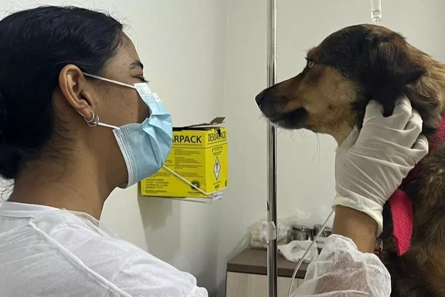 Clínica realiza tratamento de quimioterapia em cães de rua (Foto: Arquivo Pessoal)