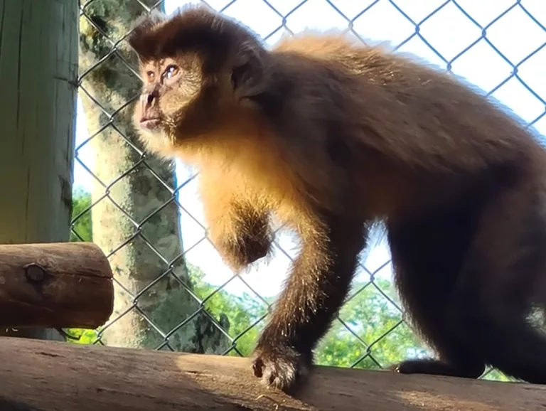 Estima-se que 38 milhões de animais sejam retirados anualmente de seus habitats naturais. (Foto: Divulgação)