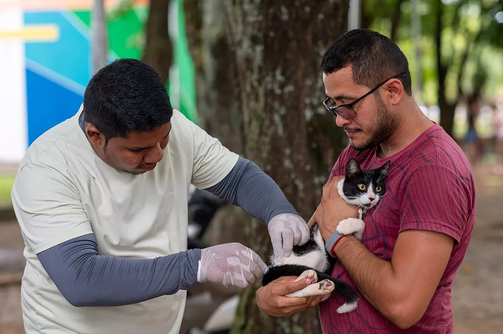 Imunização de animais é gratuita — Foto: Semuc/PMBV