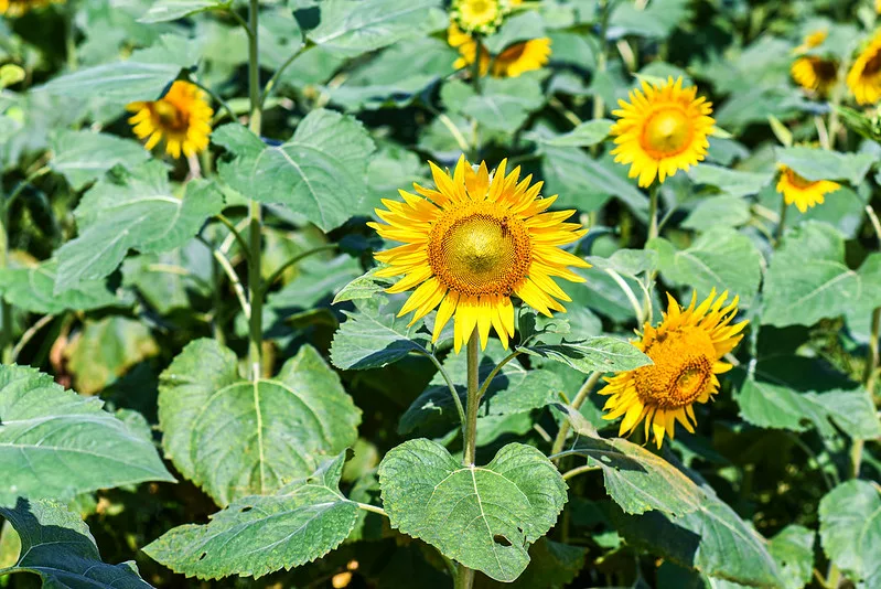 O campo de girassóis estará disponível para visita nos três dias de evento (Foto: Divulgação)