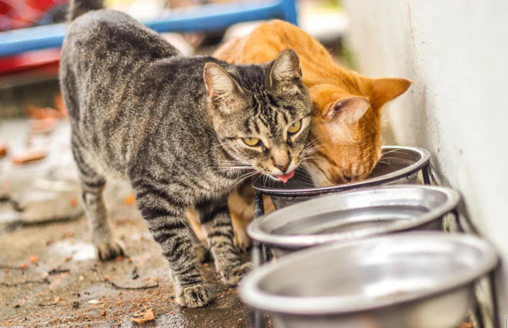 Entre as dicas orientadas pelo profissional, a principal é sempre manter água limpa, fresca e gelada à disposição dos animais (Foto: Carlos Rocha)