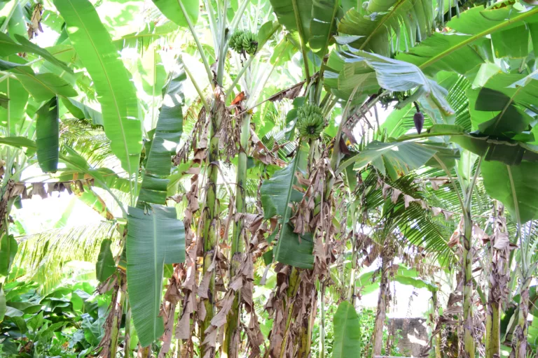 Praga de grande dano econômico ameaça bananais de Roraima