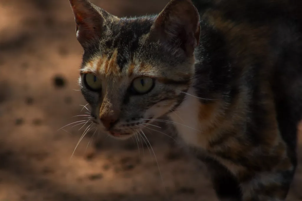 Confira dicas e itens obrigatórios para o transporte de animais em viagens (Foto: Carlos Rocha)