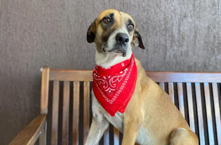 
Cães estarão disponíveis para adoção - Foto Carla Saboia (1).jpegCães estarão disponíveis para adoção. (Foto: Divulgação)