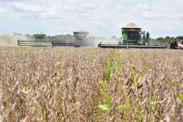 A expectativa é de que sejam colhidas 400 mil toneladas do grão em uma área plantada de aproximadamente 124 hectares. (Foto: Nilzete Franco/FolhaBV)