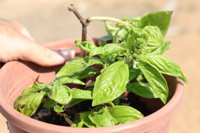 Um tipo de planta que é bastante utilizada na culinária, especialmente a italiana, o manjericão também é resistente ao sol e gosta de iluminação (Foto: Carlos Rocha)